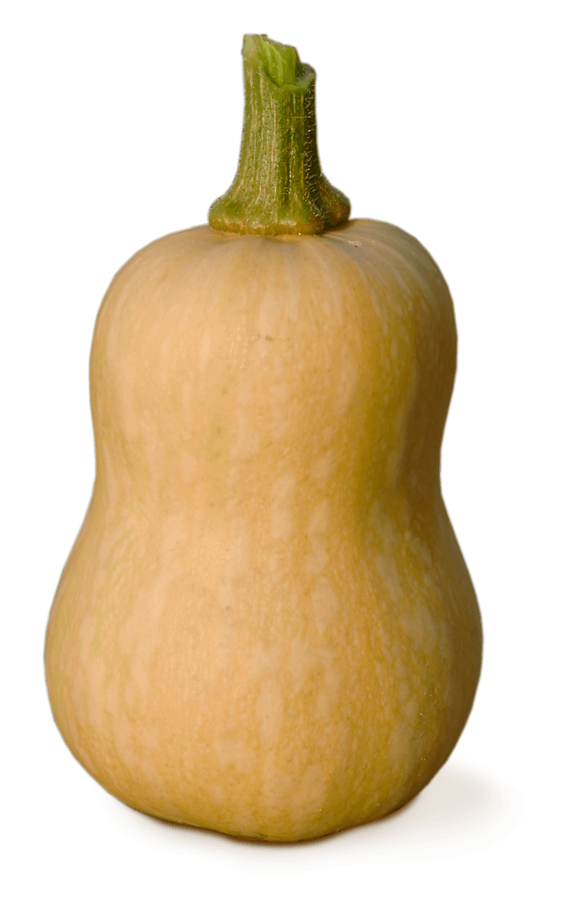 Butternut Kürbis
