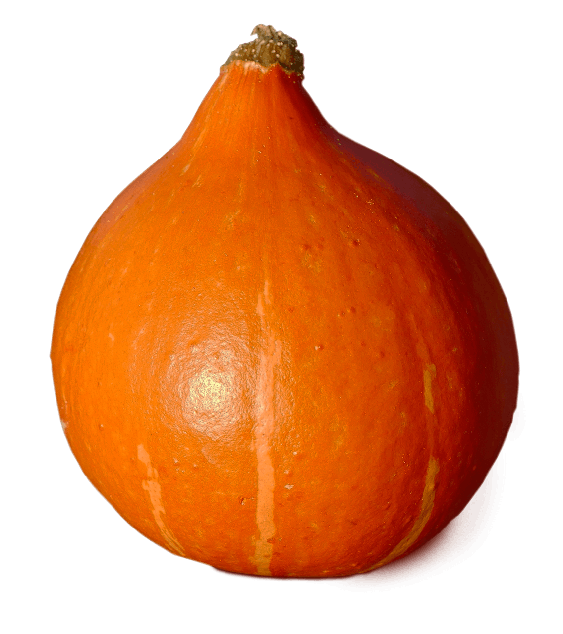 Amoro Hokkaido Kürbis